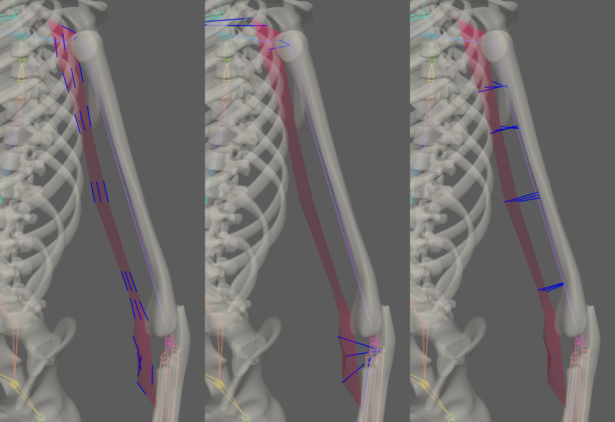 AdnRibbonMuscle debug