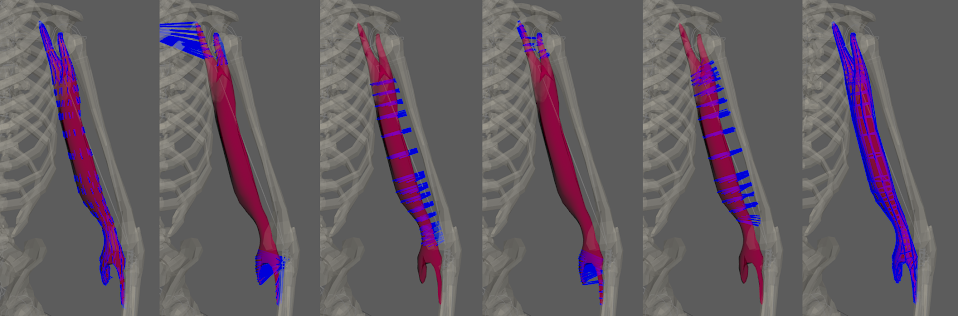 AdnMuscle debug