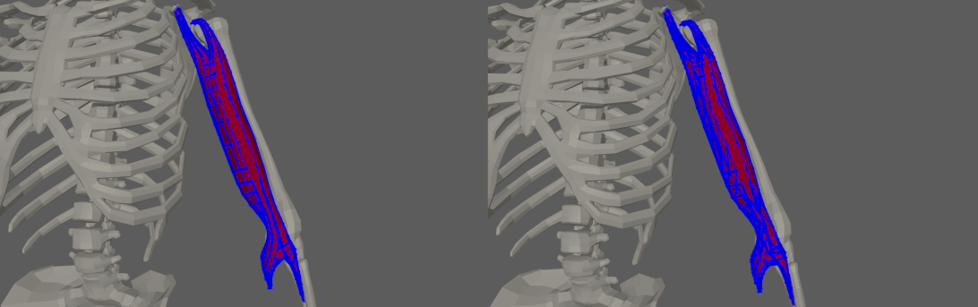 muscle editor shape preservation constraint debug