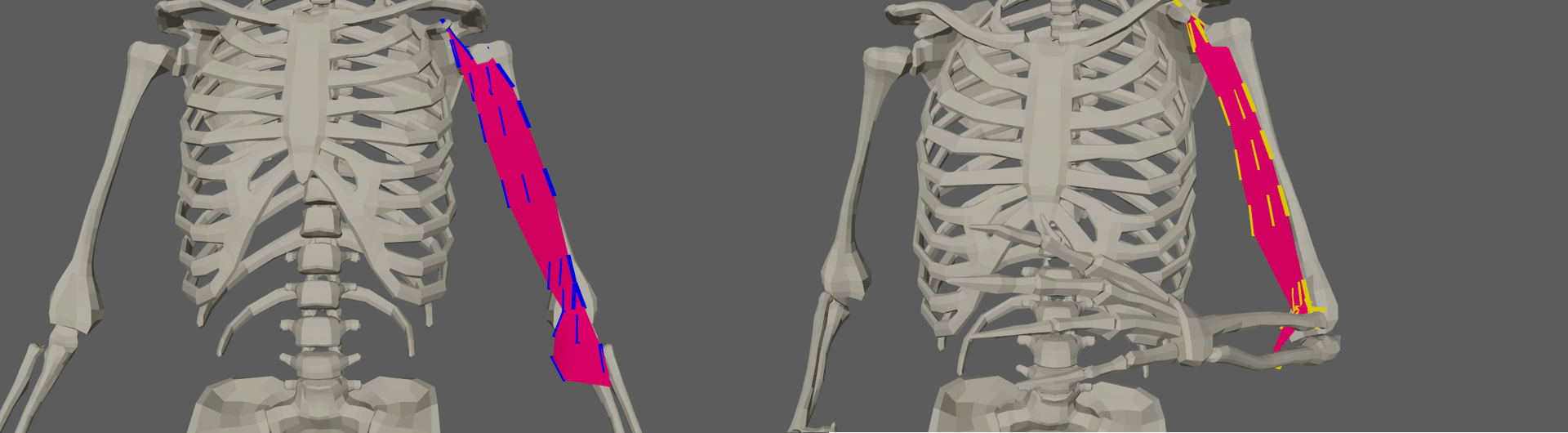 ribbon muscle fibers activation debug