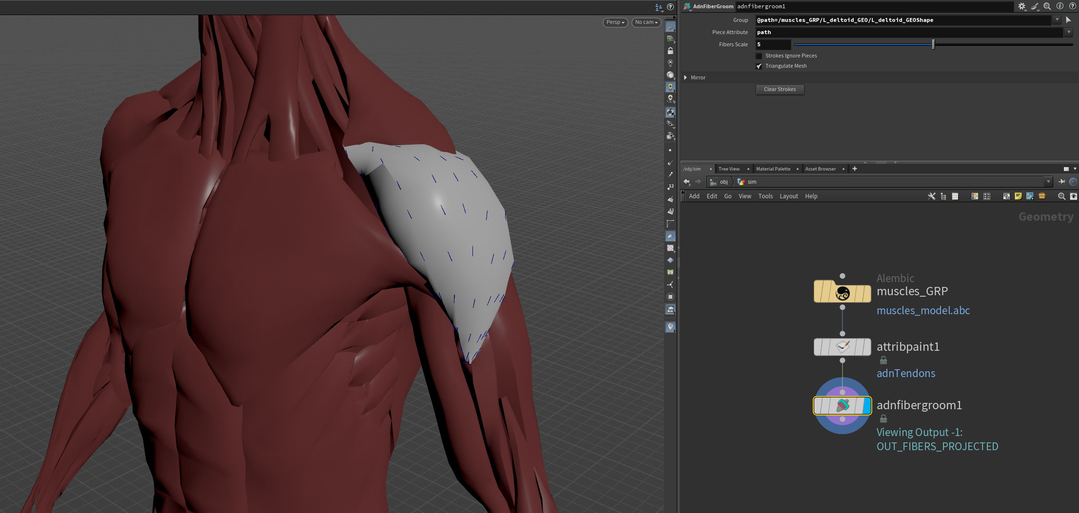 Fiber groom on combined muscles