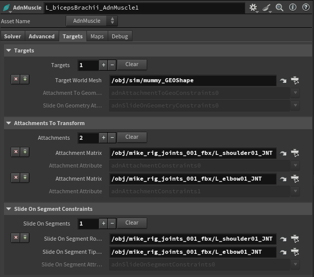 AdnMuscle SOP example constraints