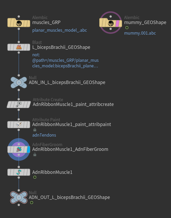 Deformable section ribbon muscle after using the Make Groomable util