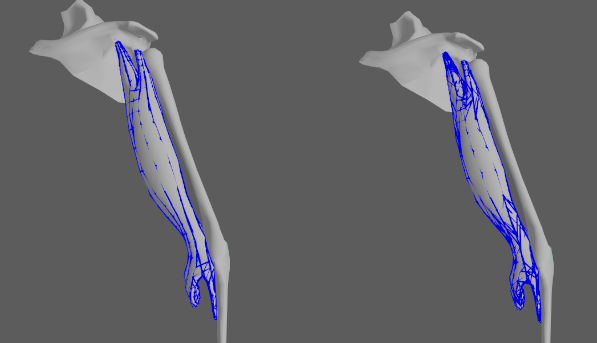 muscle editor shape preservation constraint debug