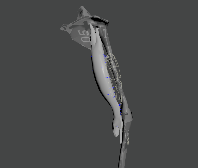 muscle to muscle debugger