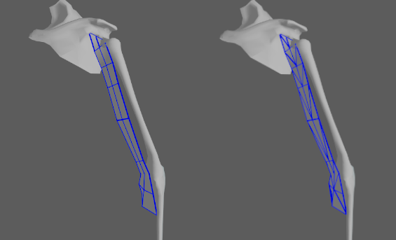 ribbon muscle editor fiber constraint debug